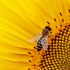 From Fossil Resources to Biomass: A Chemistry Perspective