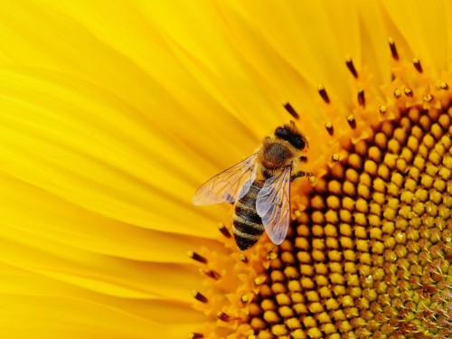 bee-close-up-flower-2198671